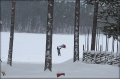 drage_0761