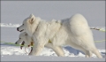 furudal_vitus_0127