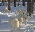 100211_furudal_10_9522