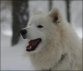 aslan_0449
