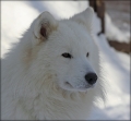 aslan_9546