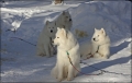 bilaika_4stk_0359