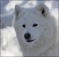 chenoa_9547