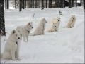 furudal_mange_0634