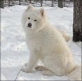pushkin_0656