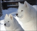 speedy_blanca_9459