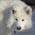 vitus_0360