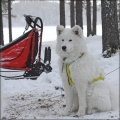 vitus_0443