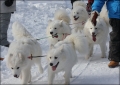 polarul_9892