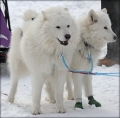 snotrol_9875