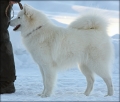 aslan_9654