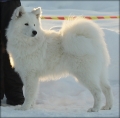 vitus_9639