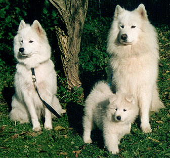 Mor Blanca - Kipper - far Adonis