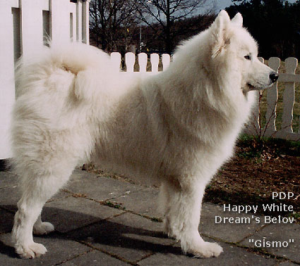 Happy White Dream's Belov - "Gismo" bor i Sverige