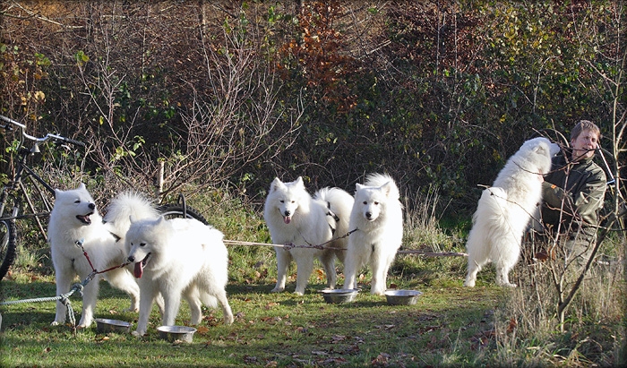 alle700_2419.jpg - Team Bilaika puster ud efter vel overstået løb, og Blanca er igen sammen med sin flok, men derfor kan man jo godt give sig tid til at give Vibbe en rigtig samojedknuser.