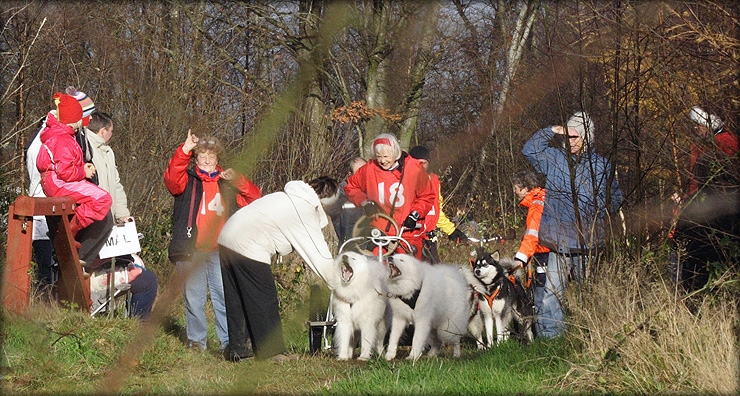 gyda740_2432.jpg - Musherstemning ved startstedet. Der tælles ned. Grethe hjælper Gyda med Jamal og Izar, der bare VIL AF STED NU !!! Jeg signalerer til Monika, at hun skal være klar med kameraet.