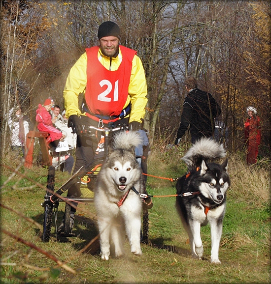 henrik550_2448.jpg - Henrik Hansen af sted af sted med sit smukke Alaskan Malamute spand. I øvrigt sælger han rigtig lækre ting - liner, seler, halsbånd og den slags. Atlantis fik endelig sin egen sele og et flot gult halsbånd.