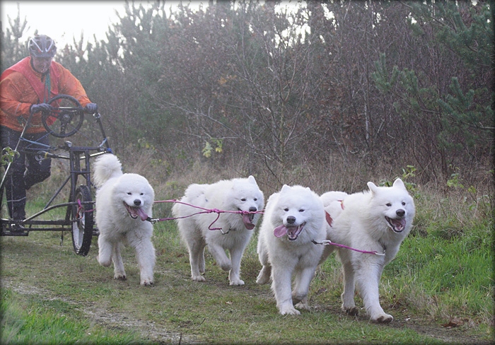 lone700_2398.jpg - Lone Ottensten med 4 af Team Nordvestgaardens 6 superdrenge trodser regn og blæst. De vandt 4hunde-klassen.Speedy og Pennys bror Gandhi er med - nummer 2 fra venstre.