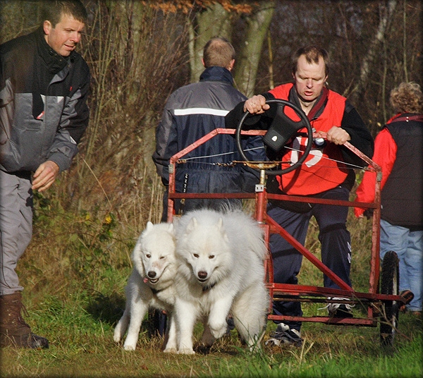 mikael600_2452.jpg - Mikael Hovgaard dybt koncentreret og klar til start. Til venstre Carsten Madsen, der var løbets leder.Han måtte selv udgå i veloklassen om søndagen, da Møffe forstrakte en muskel i det ene ben.