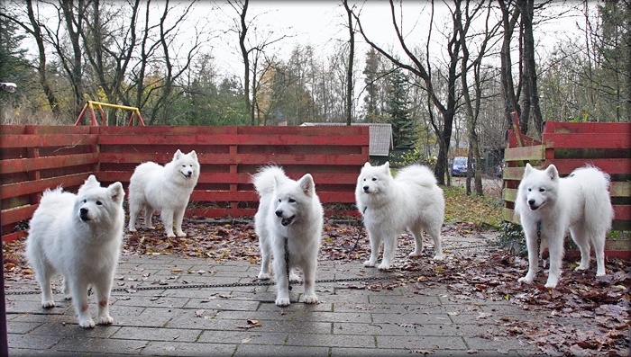 stakeout700_2375.jpg - Stake outet blev sat op på terrassen, hvor det var umuligt at grave huller. HA HA hunde. Der blev I godt nok snydt.Til gengæld skulle jeg nok ikke havde snoet kæden om træstolpen ved Speedy i højre side. Den var plumrådden, viste det sig og havde ikke holdt mange timer mere.. UPS.