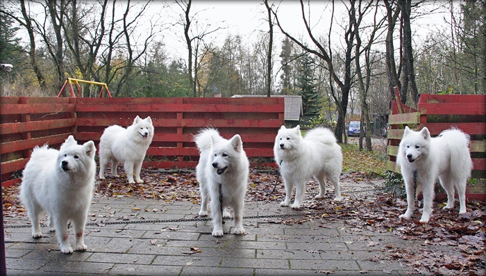 stakeout700_2375.jpg - Stake outet blev sat op på terrassen, hvor det var umuligt at grave huller. HA HA hunde. Der blev I godt nok snydt.Til gengæld skulle jeg nok ikke havde snoet kæden om træstolpen ved Speedy i højre side. Den var plumrådden, viste det sig og havde ikke holdt mange timer mere.. UPS.