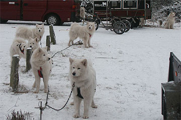 Carsten og Lottes hunde i baggrunden.