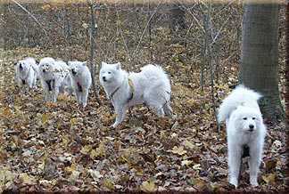 Blanca, Adonis, Penny, Speedy og Alpha p stake out.