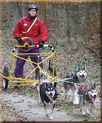 Ogs huskyer og malamuter kom og var med