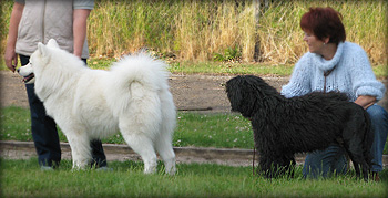 Speedy i selskab med en portugisisk vandhund