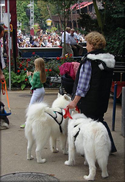 venter.jpg - De nordiske hunde var de sidste, der blev præsenteret på scenen. Samojederne allersidst. Nu nærmer det sig...
